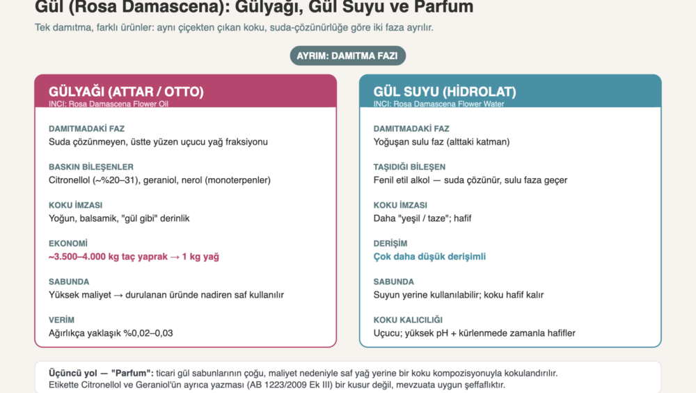 Gül (Rosa Damascena): gülyağı, gül suyu ve parfum