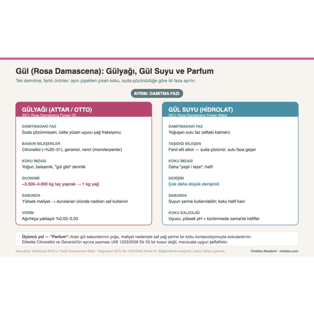 Gül (Rosa Damascena): gülyağı, gül suyu ve parfum